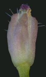 Cardamine corymbosa. Apetalous flower with hairy sepals and purple stigma.
 Image: P.B. Heenan © Landcare Research 2019 CC BY 3.0 NZ